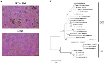 One-Step Assembly of a Porcine Epidemic Diarrhea Virus Infectious cDNA Clone by Homologous Recombination in Yeast: Rapid Manipulation of Viral Genome With CRISPR/Cas9 Gene-Editing Technology